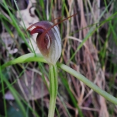 Pterostylis pedunculata (Maroonhood) at Tidbinbilla Nature Reserve - 3 Nov 2022 by JohnBundock