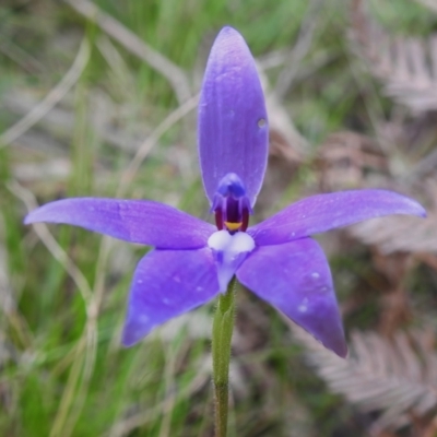 Glossodia major (Wax Lip Orchid) at Tidbinbilla Nature Reserve - 3 Nov 2022 by JohnBundock
