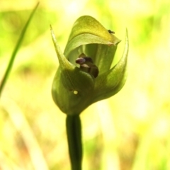 Pterostylis curta (Blunt Greenhood) at Tidbinbilla Nature Reserve - 4 Nov 2022 by JohnBundock