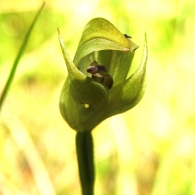 Pterostylis curta (Blunt Greenhood) at Tidbinbilla Nature Reserve - 4 Nov 2022 by JohnBundock