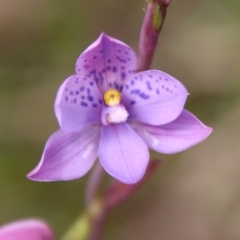 Thelymitra ixioides (Dotted Sun Orchid) at Mongarlowe River - 5 Nov 2022 by LisaH