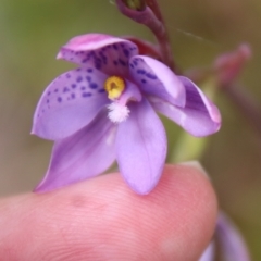 Thelymitra ixioides at Mongarlowe, NSW - suppressed