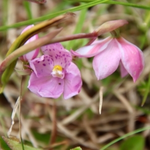 Thelymitra ixioides at Mongarlowe, NSW - suppressed