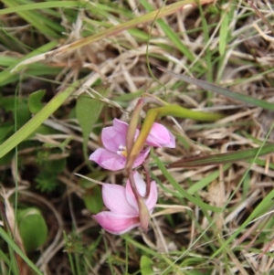 Thelymitra ixioides at Mongarlowe, NSW - suppressed