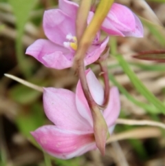 Thelymitra ixioides at Mongarlowe, NSW - suppressed