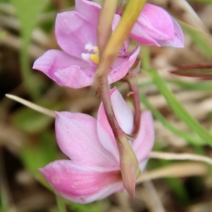 Thelymitra ixioides at Mongarlowe, NSW - suppressed