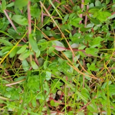 Lythrum hyssopifolia (Small Loosestrife) at QPRC LGA - 5 Nov 2022 by clarehoneydove