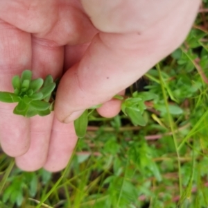 Lythrum hyssopifolia at Bungendore, NSW - 5 Nov 2022