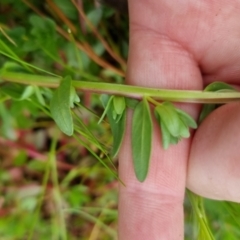 Lythrum hyssopifolia at Bungendore, NSW - 5 Nov 2022