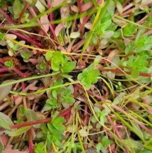 Lythrum hyssopifolia at Bungendore, NSW - 5 Nov 2022