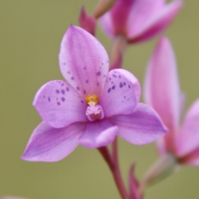 Thelymitra ixioides (Dotted Sun Orchid) at Mongarlowe River - 5 Nov 2022 by LisaH