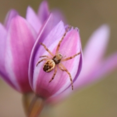 Salsa fuliginata (Sooty Orb-weaver) at Mongarlowe, NSW - 5 Nov 2022 by LisaH