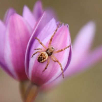 Salsa fuliginata (Sooty Orb-weaver) at QPRC LGA - 5 Nov 2022 by LisaH