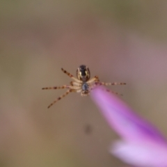 Salsa fuliginata at Mongarlowe, NSW - suppressed