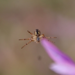 Salsa fuliginata at Mongarlowe, NSW - 5 Nov 2022