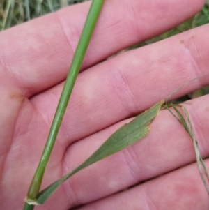 Hordeum leporinum at Bungendore, NSW - 5 Nov 2022 11:37 AM