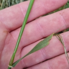 Hordeum leporinum (Barley Grass) at Bungendore, NSW - 5 Nov 2022 by clarehoneydove