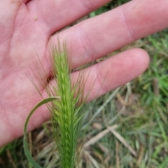 Hordeum leporinum at Bungendore, NSW - 5 Nov 2022 11:37 AM