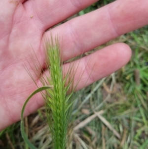 Hordeum leporinum at Bungendore, NSW - 5 Nov 2022