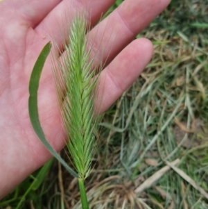 Hordeum leporinum at Bungendore, NSW - 5 Nov 2022 11:37 AM