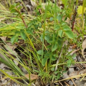 Rosa sp. at Bungendore, NSW - 5 Nov 2022