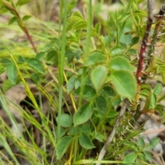 Rosa sp. at Bungendore, NSW - 5 Nov 2022 02:18 PM