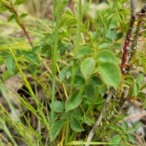 Rosa sp. at Bungendore, NSW - 5 Nov 2022 02:18 PM