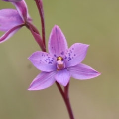 Thelymitra ixioides (Dotted Sun Orchid) at Mongarlowe River - 5 Nov 2022 by LisaH