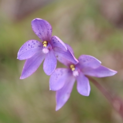 Thelymitra ixioides (Dotted Sun Orchid) at Mongarlowe, NSW - 5 Nov 2022 by LisaH