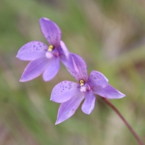 Thelymitra ixioides at Mongarlowe, NSW - suppressed