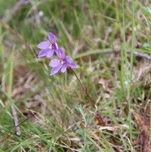 Thelymitra ixioides at Mongarlowe, NSW - suppressed