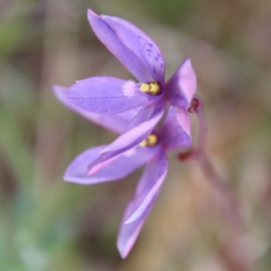 Thelymitra ixioides at Mongarlowe, NSW - suppressed