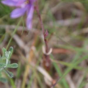 Thelymitra ixioides at Mongarlowe, NSW - suppressed