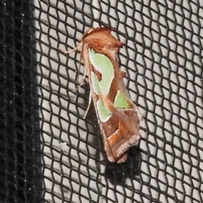 Cosmodes elegans (Green Blotched Moth) at Wanniassa, ACT - 4 Nov 2022 by JohnBundock