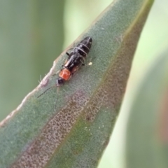 Carphurus sp. (genus) (Soft-winged flower beetle) at Murrumbateman, NSW - 5 Nov 2022 by SimoneC