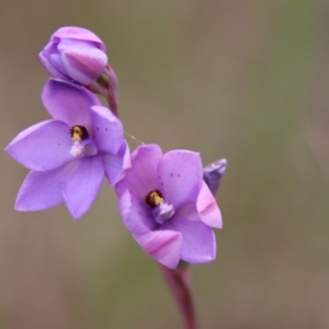 Thelymitra ixioides at Mongarlowe, NSW - suppressed