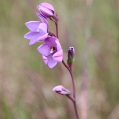 Thelymitra ixioides at Mongarlowe, NSW - suppressed