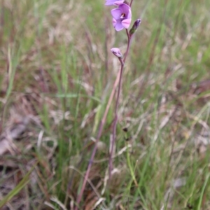 Thelymitra ixioides at Mongarlowe, NSW - suppressed