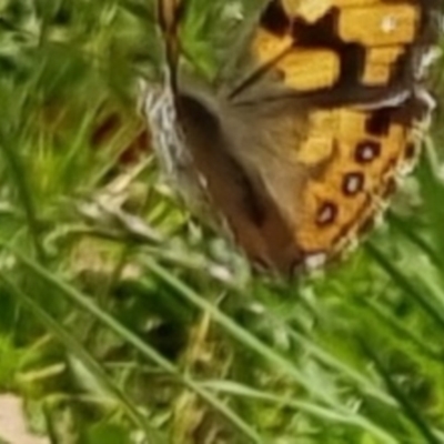 Vanessa kershawi (Australian Painted Lady) at QPRC LGA - 5 Nov 2022 by clarehoneydove