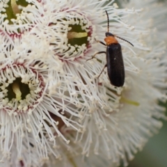 Heteromastix sp. (genus) (Soldier beetle) at Murrumbateman, NSW - 5 Nov 2022 by SimoneC