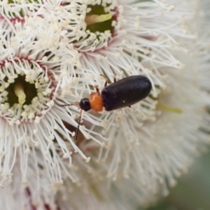 Heteromastix sp. (genus) at Murrumbateman, NSW - 5 Nov 2022