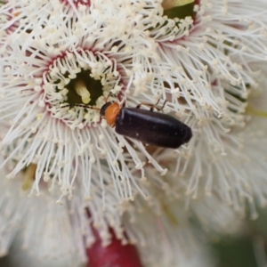 Heteromastix sp. (genus) at Murrumbateman, NSW - 5 Nov 2022