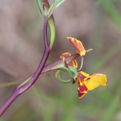 Diuris semilunulata (Late Leopard Orchid) at Mongarlowe, NSW - 5 Nov 2022 by LisaH