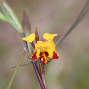 Diuris semilunulata at Mongarlowe, NSW - 5 Nov 2022