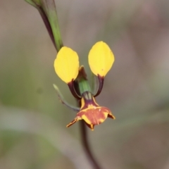 Diuris semilunulata at Mongarlowe, NSW - suppressed