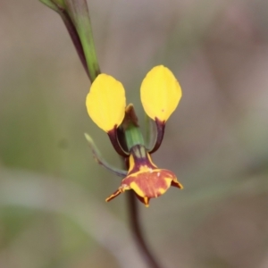 Diuris semilunulata at Mongarlowe, NSW - suppressed