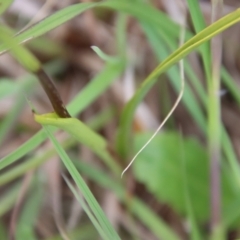 Diuris semilunulata at Mongarlowe, NSW - suppressed