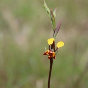 Diuris semilunulata at Mongarlowe, NSW - 5 Nov 2022