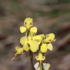 Diuris sp. (hybrid) (Hybrid Donkey Orchid) at Mongarlowe, NSW - 5 Nov 2022 by LisaH