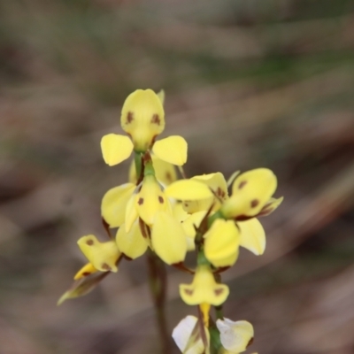 Diuris sp. (hybrid) (Hybrid Donkey Orchid) at Mongarlowe, NSW - 5 Nov 2022 by LisaH